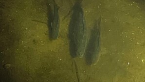 An underwater scene with three fish. - The Narrows on Lawrence Lake
Privacy, Hot Tub, Beach, Dock, Quick Trail Access (Outing)
