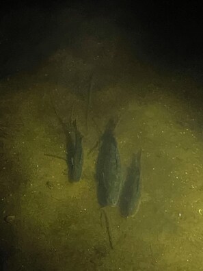 Eine Unterwasseransicht mit drei Fischen.