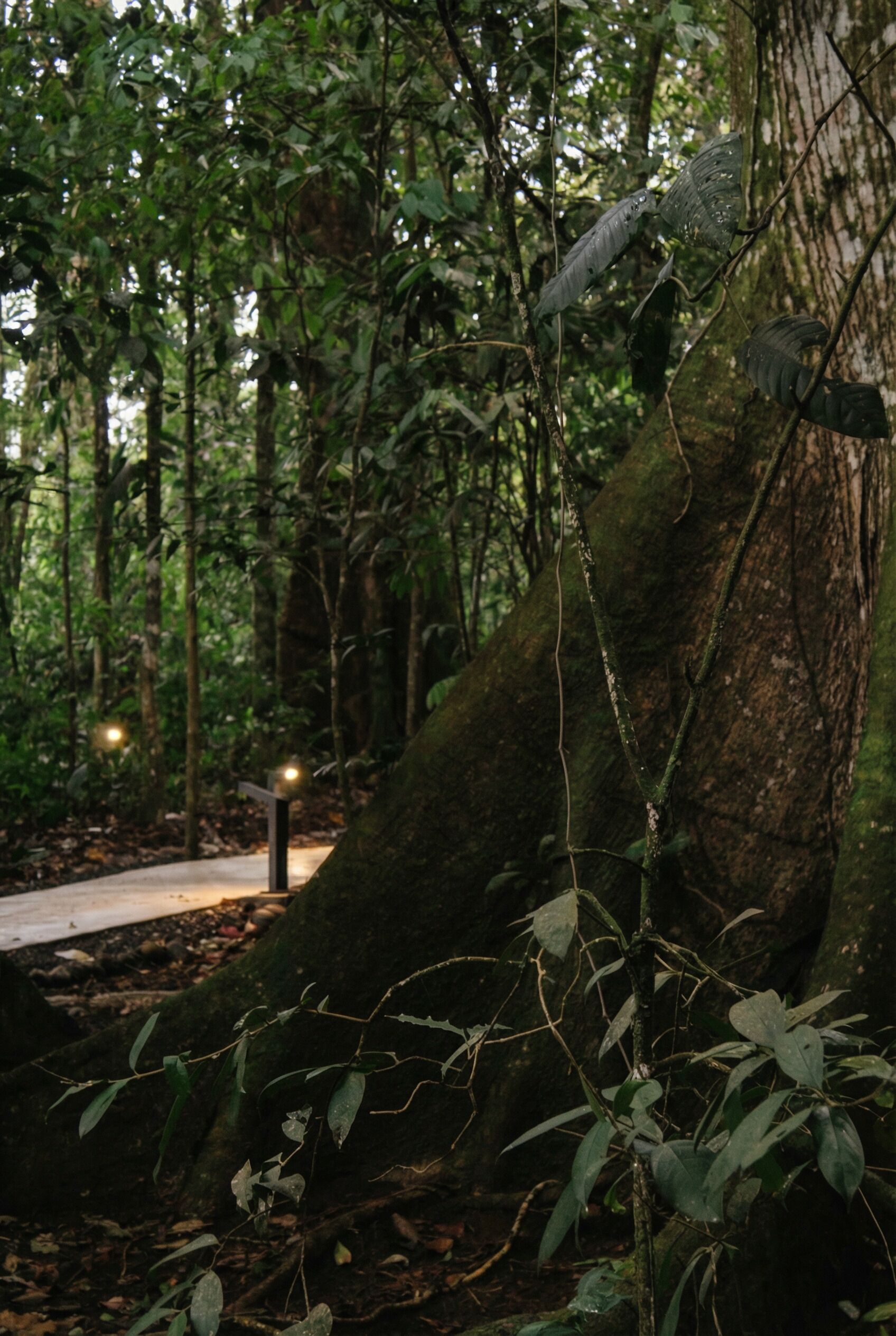 Un área boscosa con un sendero pavimentado, árboles grandes y rocas cubiertas de musgo.