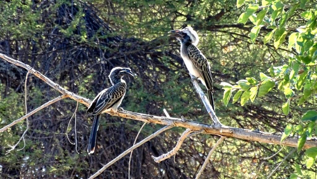 Dos pájaros posados en una rama.