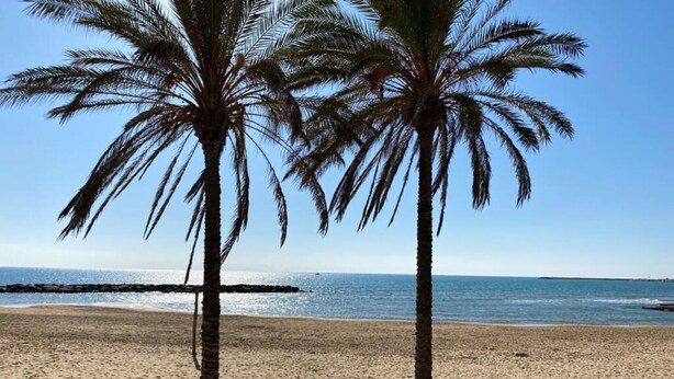 Une plage avec deux palmiers et une vue dégagée sur l’océan.