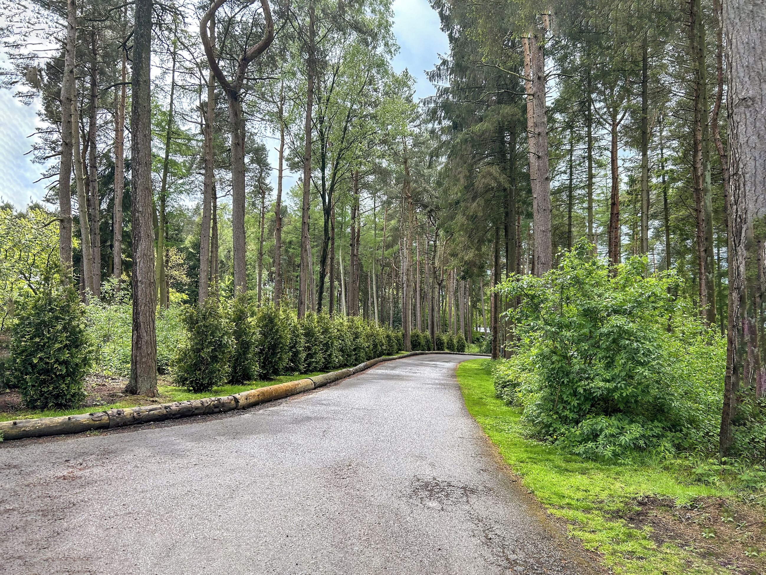 A gravel road winding through a forest with tall trees and dense greenery on both sides.