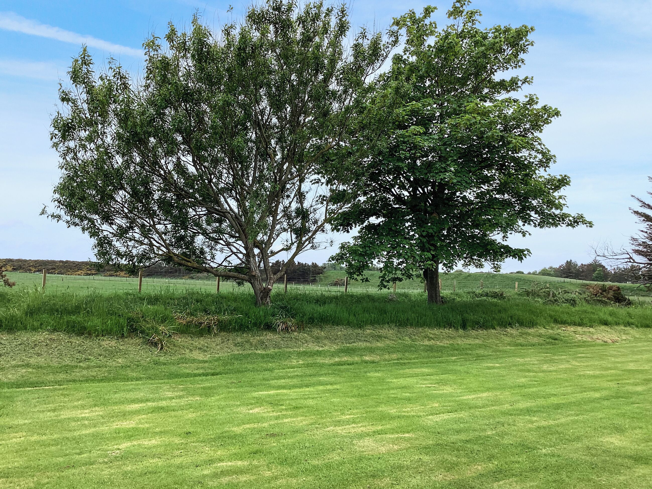 A grassy field with two large trees and a fence in the background.