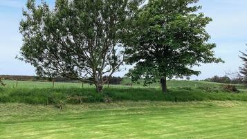 A grassy field with two large trees and a fence in the background.