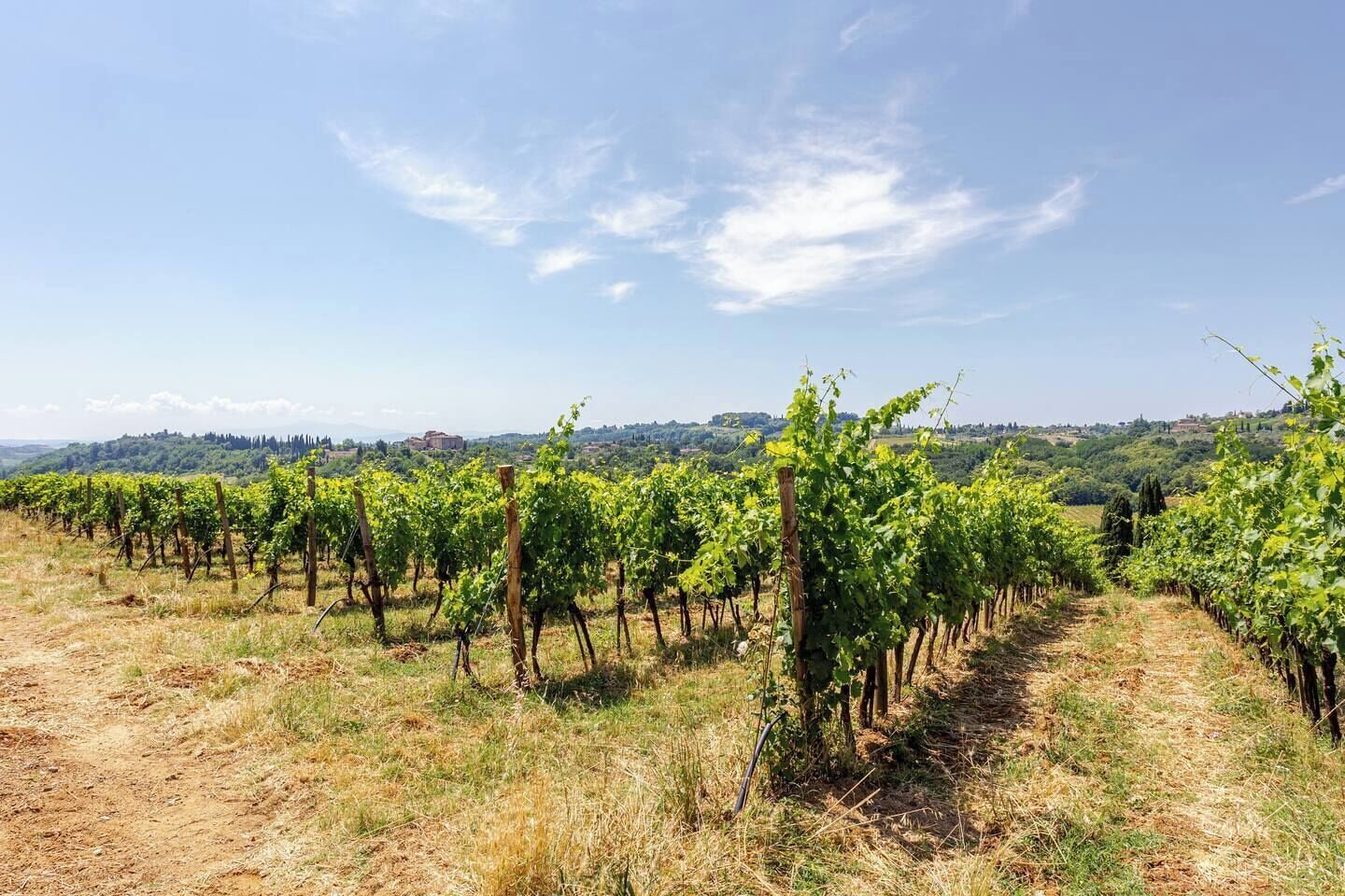 A vineyard with rows of grapevines under a clear sky.