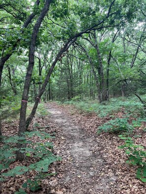 Ein bewaldetes Gebiet mit einem Feldweg.