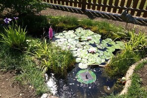 Ein Gartenkoi mit Seerosen, umgeben von viel Grün und einem Holenzaun.