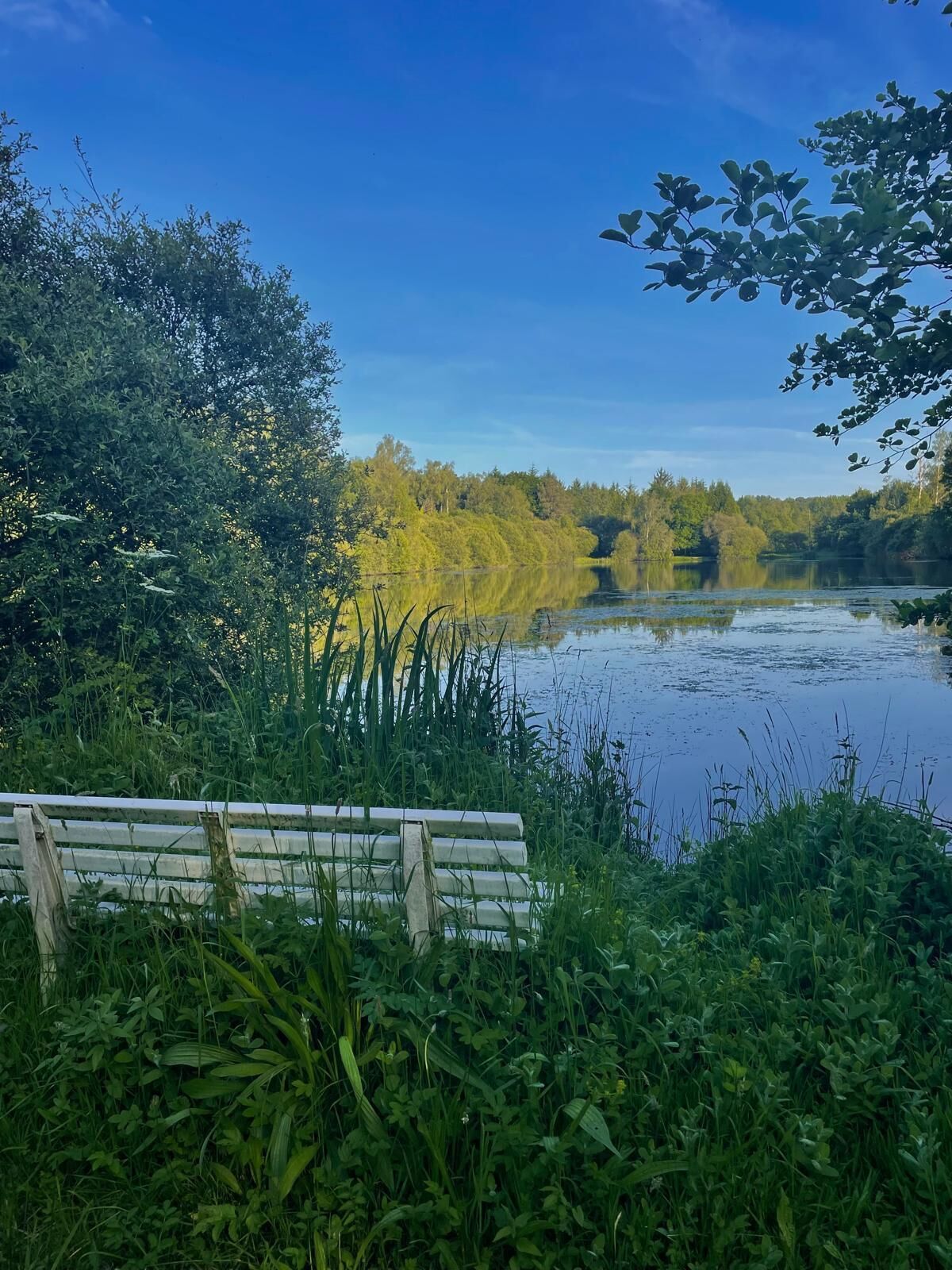 A bench by a calm lake with dense foliage and trees in the background.
