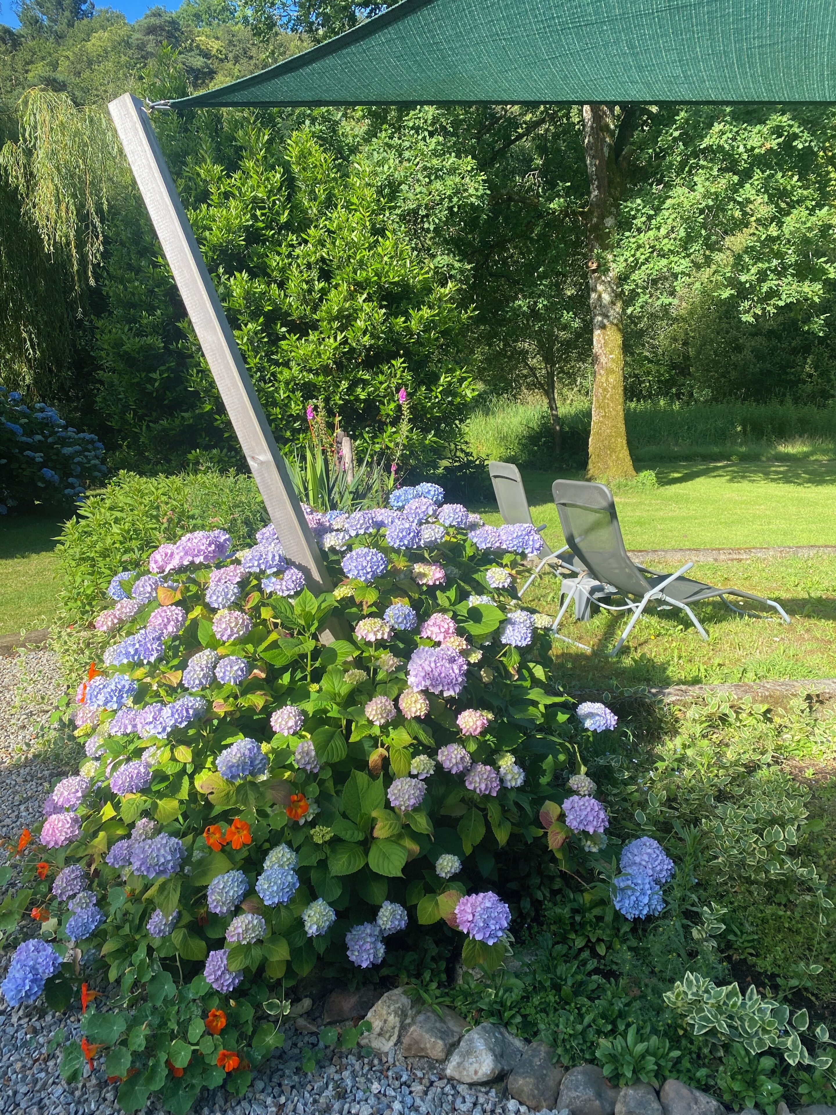 A garden with hydrangea bushes, a green umbrella, and two lounge chairs.
