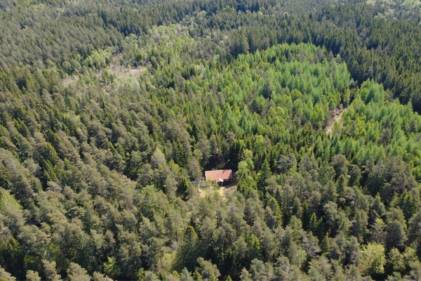 Luftaufnahme der ruhigen Waldlandschaft rund um Stuga Rödhak