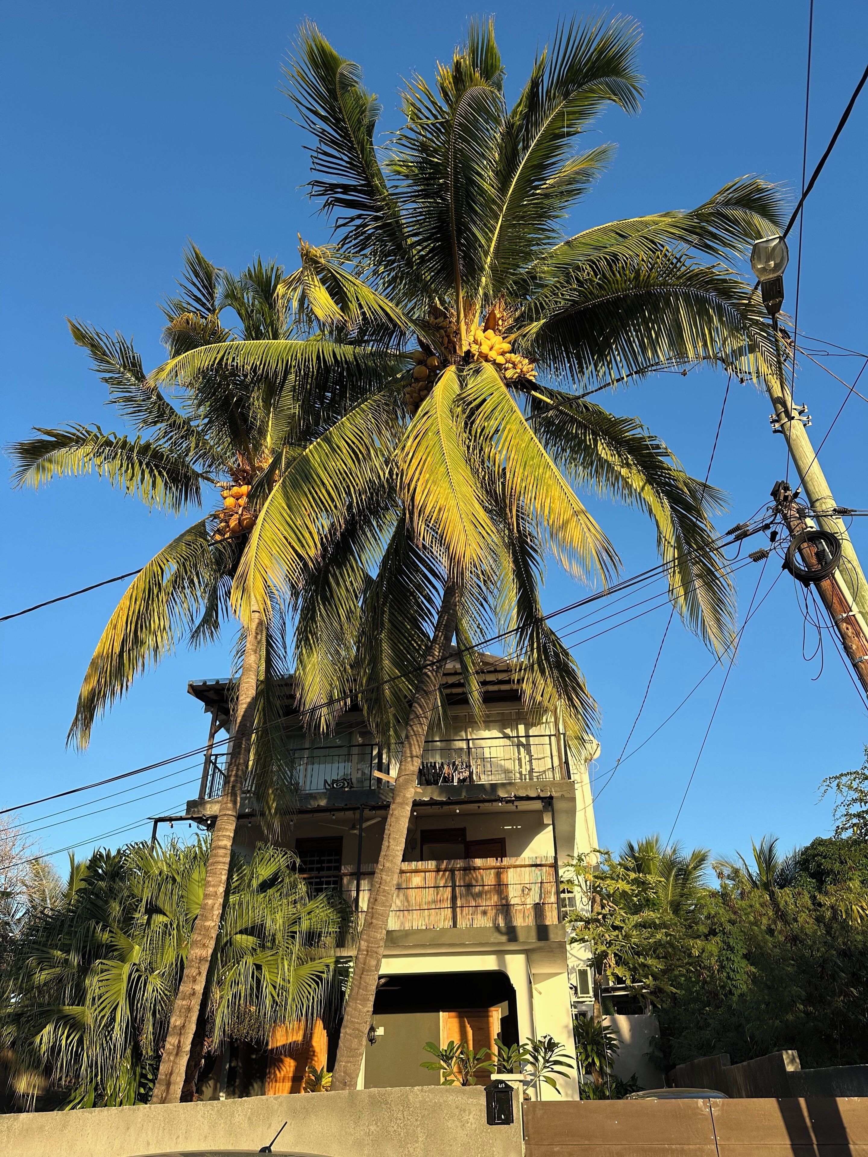 A building with multiple floors, surrounded by palm trees.