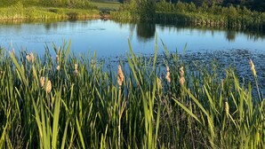 A calm lake surrounded by lush greenery and trees. - Daisys Meadow Retreat Tent Sleeps 2 With Hot Tub (Ashford)
