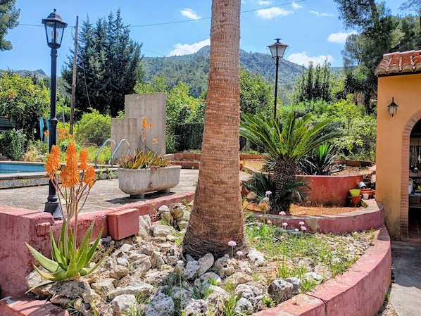 Ein Garten mit einer Palme, Aloe Vera und verschiedenen Pflanzen.