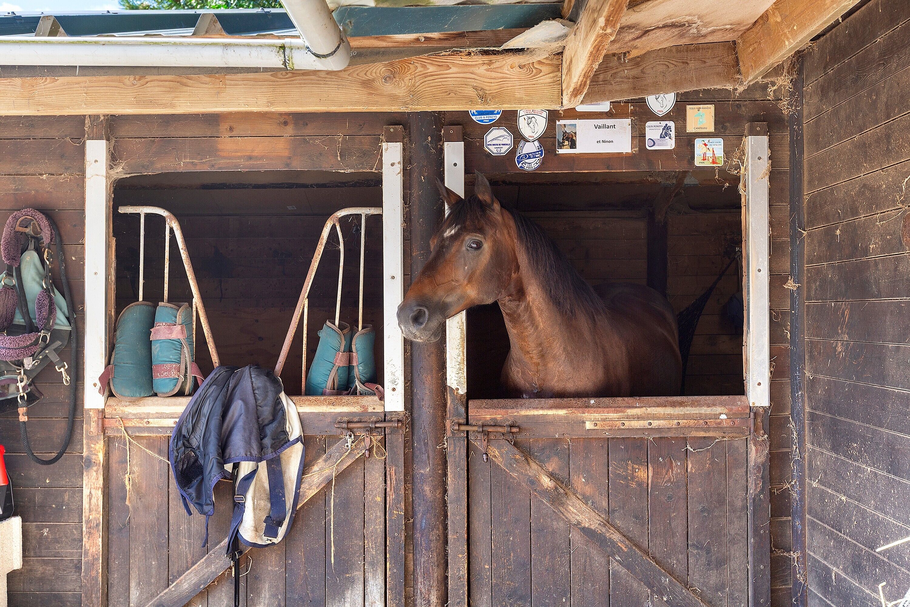 Une étable abritant un cheval, avec des murs en bois et une porte dotée d’un loquet.