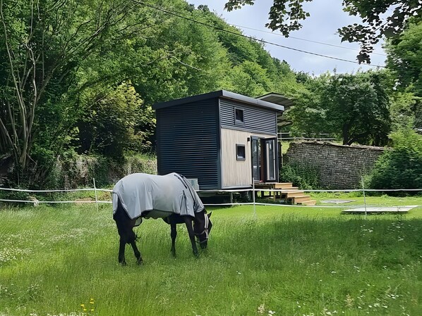 Un cheval broute dans un champ verdoyant, avec une petite maison moderne en arrière-plan.