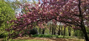 Ein Park mit Kirschblüten, einem Feldweg und grünem Gras.