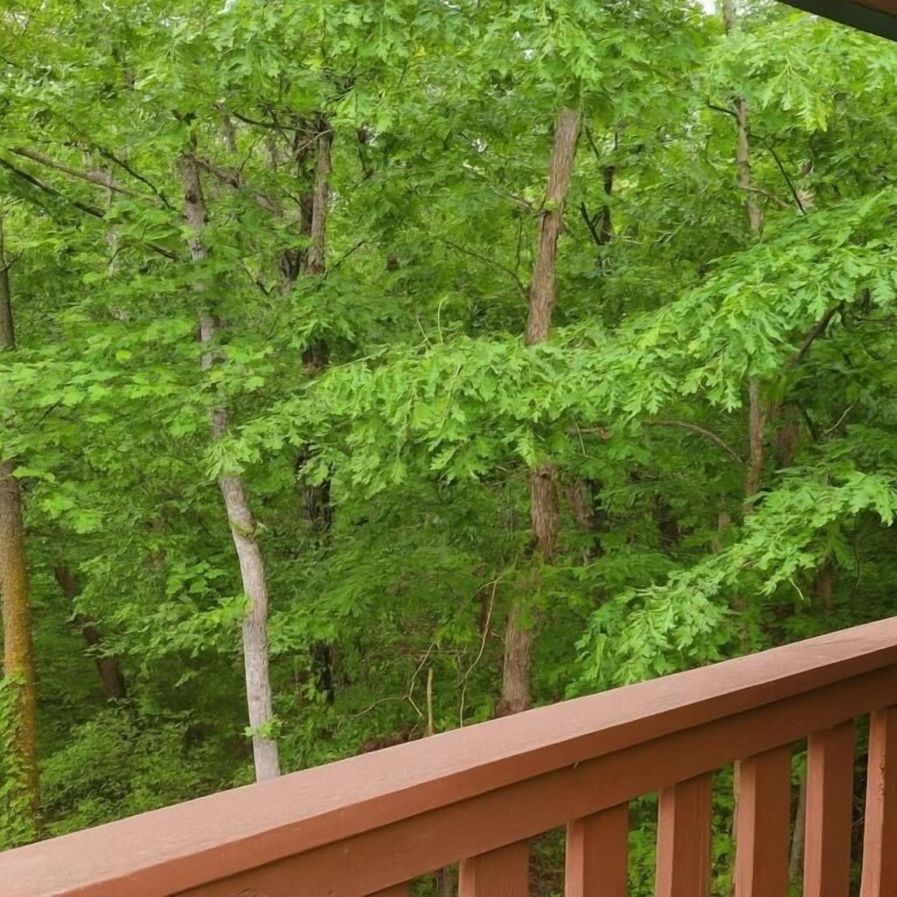 A forested area with a wooden deck.