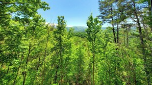 Un bosque denso de árboles altos con una vista despejada de montañas distantes.