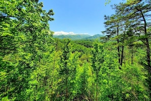 Ein dichter Wald mit hohen Bäumen und einem Bergmassiv im Hintergrund.