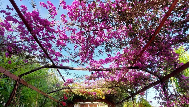 Een pad van stenen loopt door een tuin met een pergola vol roze bloemen.