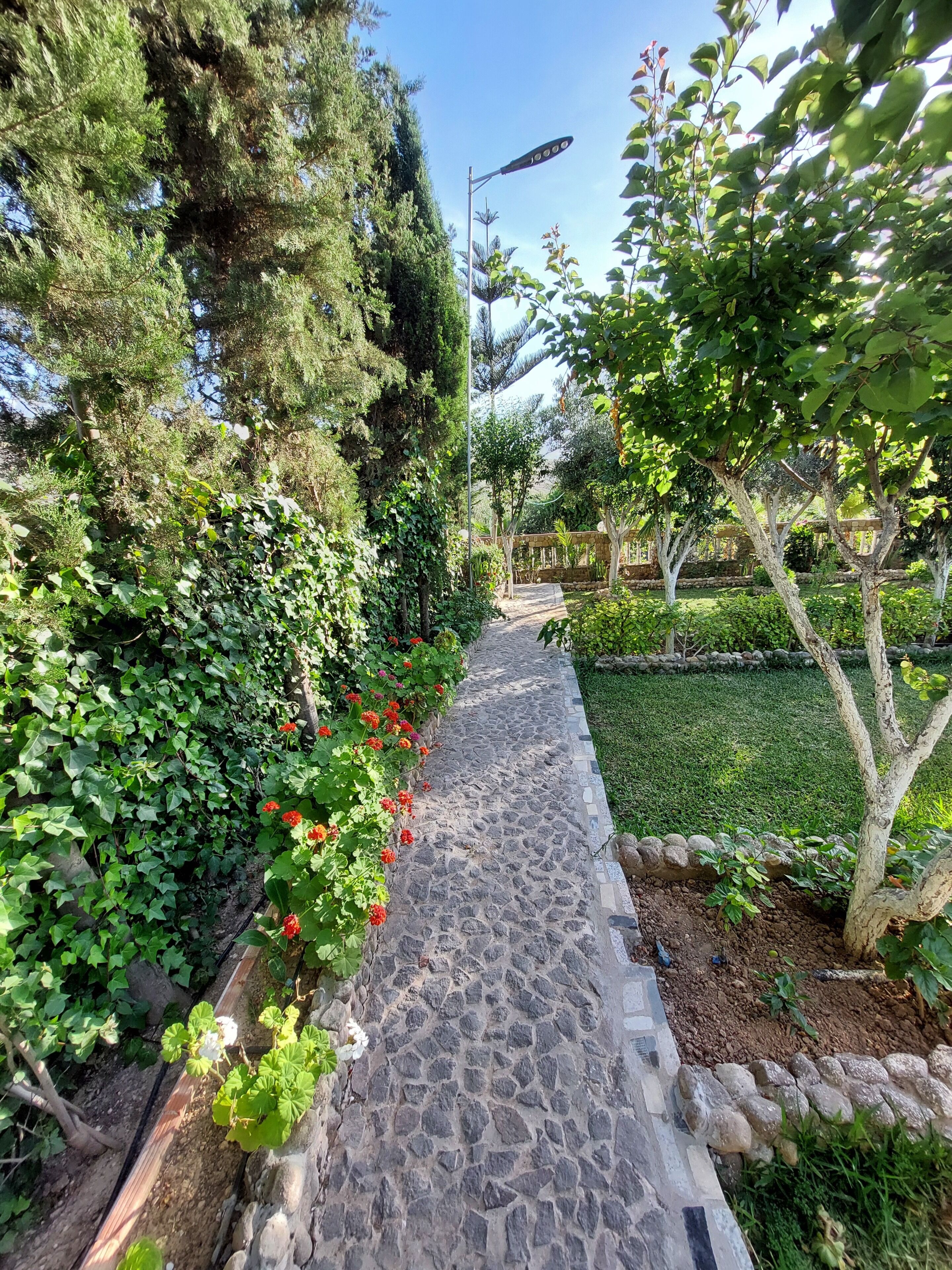 A stone pathway in a garden with various plants and trees.