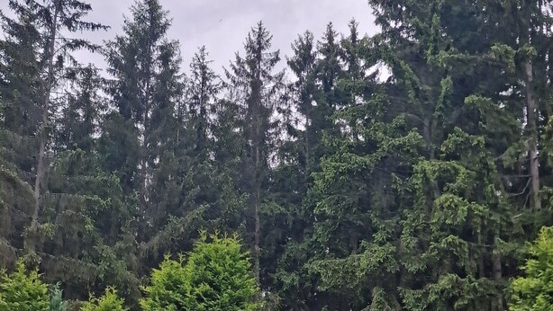 Een verharde weg die leidt naar een bebost gebied met dichte bomen en stenen markeringen.