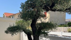 Árbol con un tronco grueso y follaje denso en un patio con suelo empedrado y pared blanca.
