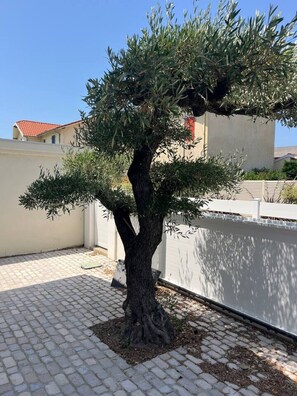 Ein Baum mit dickem Stamm und dichtem Blätterwerk in einem Innenhof mit Pflasterboden und weißer Mauer.