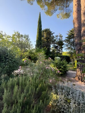 Un jardin avec différentes espèces de plantes, un chemin de pierres et un grand arbre.