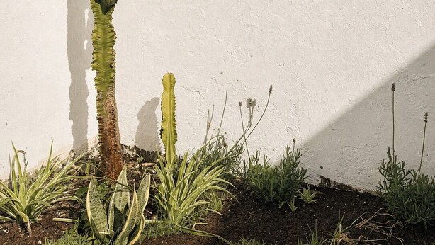 Uma planta de cacto à frente de uma parede branca com uma moldura decorativa marrom.
