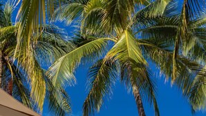 Ein Strand mit Palmen, weißen Sonnenschirmen und Liegestühlen.
