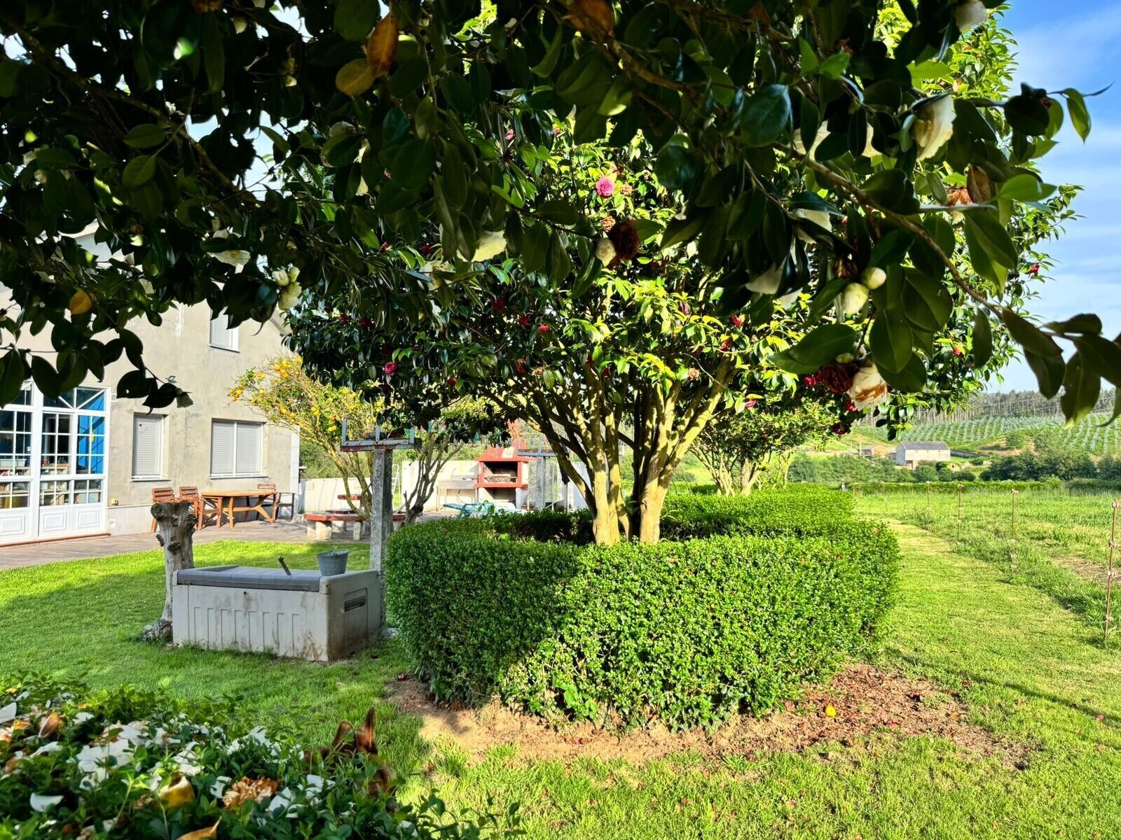 Un jardín bien cuidado con un árbol, un seto y una jardinera de hormigón.
