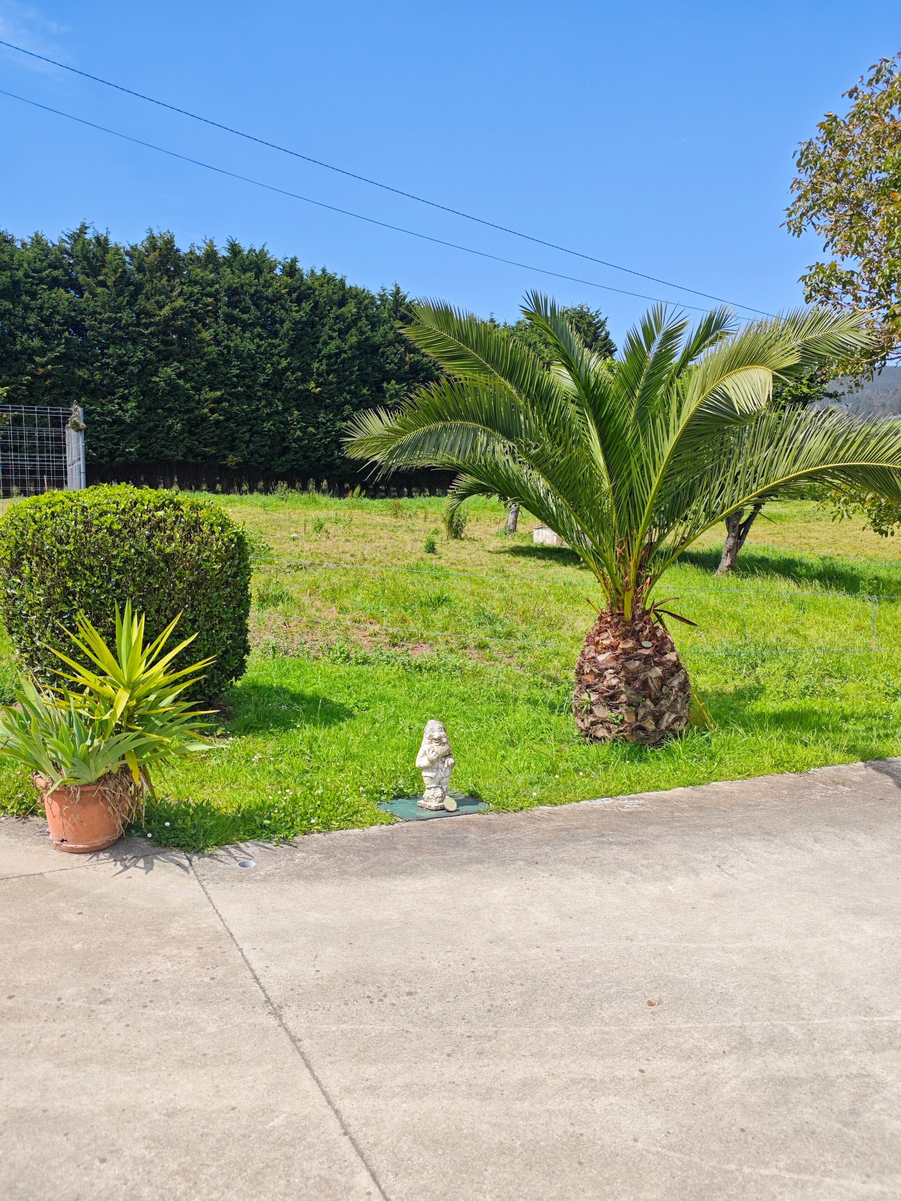 A garden with a statue, a palm tree, and a hedge.