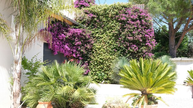 Un jardín con macetas variadas y una pared cubierta de flores moradas.