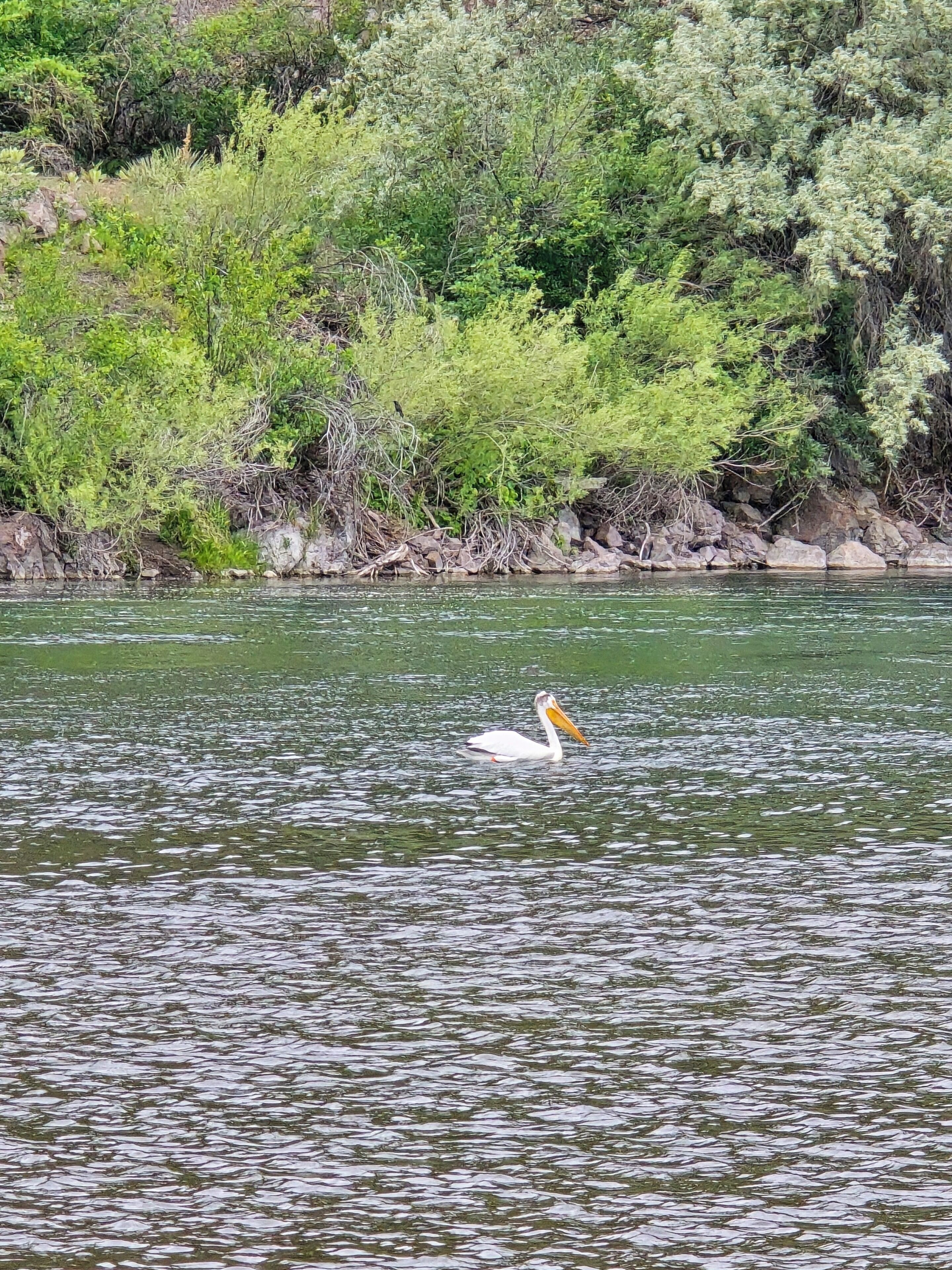 A water body with a pelican swimming.