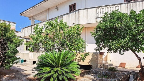Un edifici amb un balcó, una planta verda gran i un arbre.