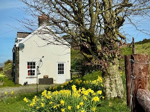 Una casa bianca con un'antenna parabolica, un grande albero e narcisi in primo piano.