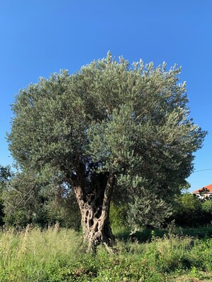 A tree with a thick trunk and dense foliage. - Vacation apartment in Montenegro. Quiet location near the sea. Welcome! (Bar)