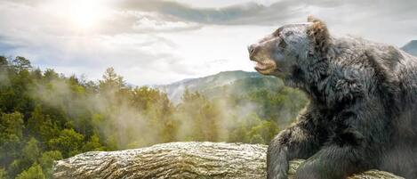 A bear sitting on a rock with a forest and mountains in the background.
