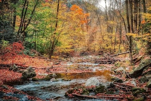 A forest stream with rocks and fallen leaves. - The Ruby 212 (Pigeon Forge)