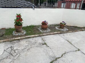 Tres plantas en macetas sobre una superficie de concreto, con un muro blanco al fondo.