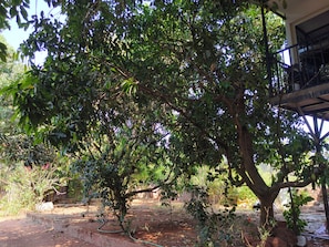Área externa arborizada com um caminho de concreto e uma estrutura de guarda-corpo metálico.