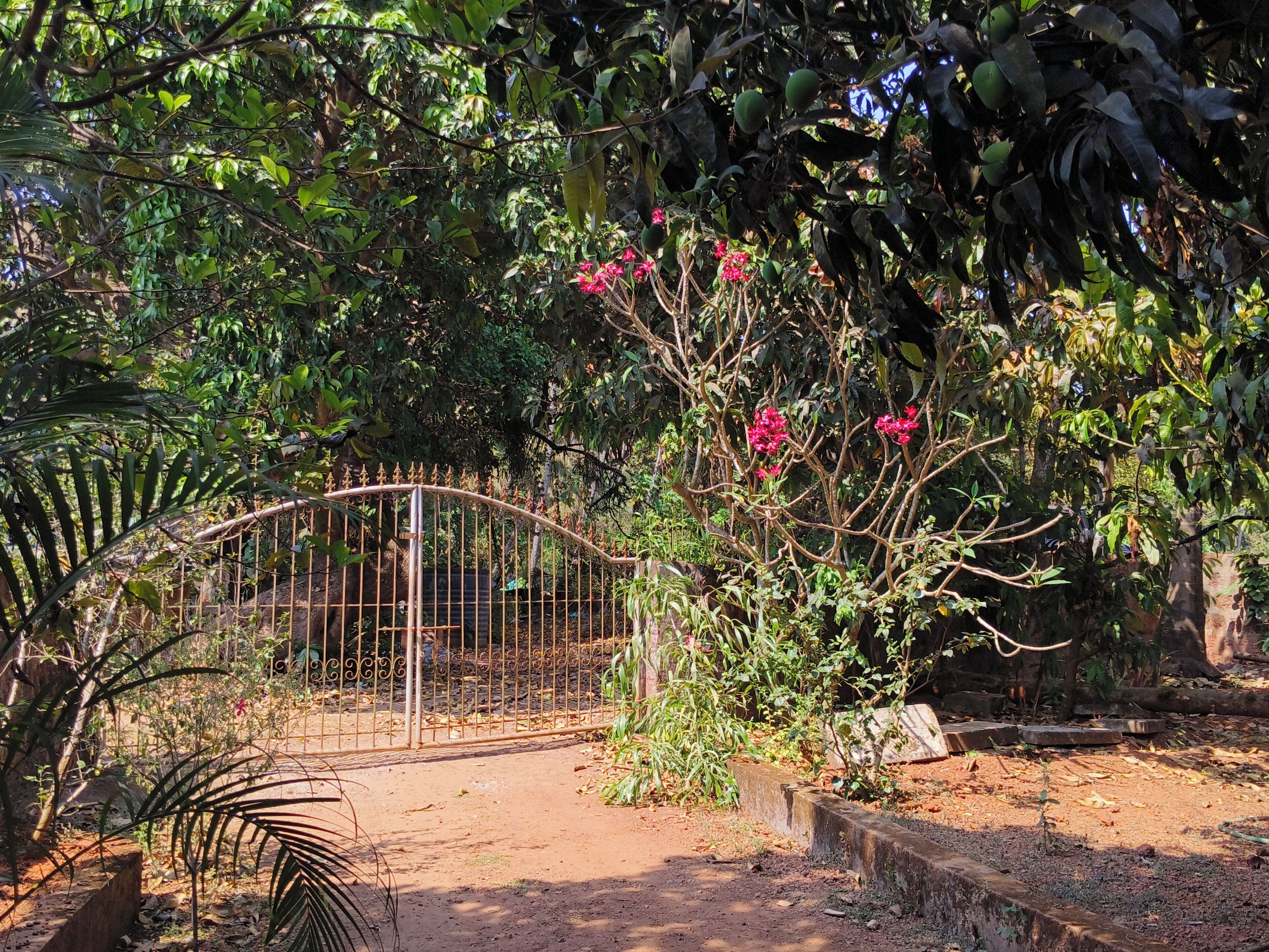 A gated garden area with a metal fence, various plants, and a dirt path.