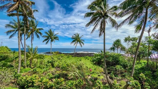 Un paisaje tropical con palmeras y vista al océano.