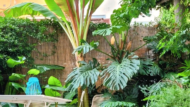 Terrace/patio - An oasi of freshness in the hot roman summer (ROME)