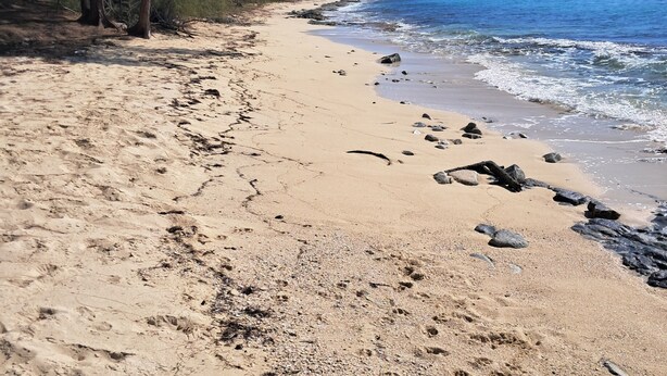 Una playa arenosa con huellas, rocas, árboles y un cielo azul despejado.