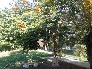 A tree with orange flowers, a grassy area, and a paved path. - Country house in Cruzeiro, SP, with pool, gourmet area and leisure facilities near Canção Nova. (Cruzeiro)