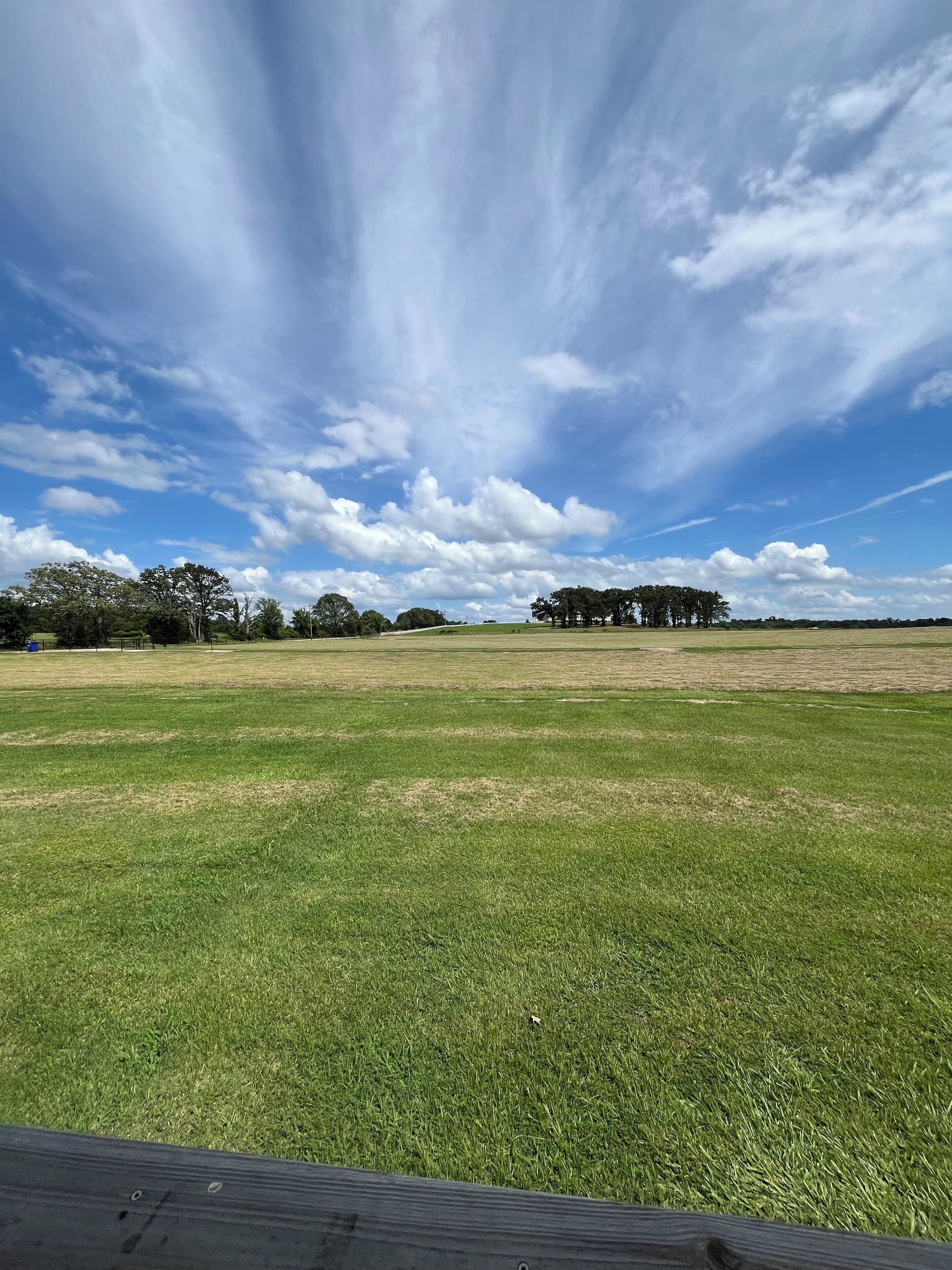 A grassy field with trees in the distance and a clear sky.