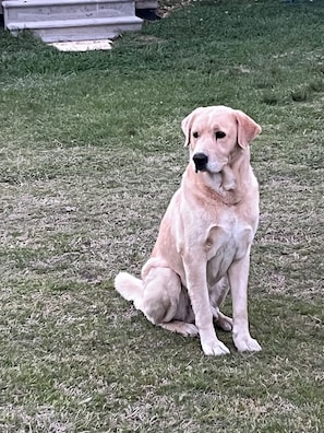 A dog sitting on grass.