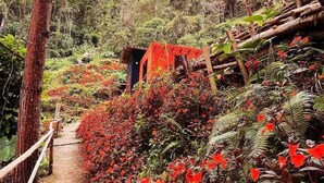 A forested area with a wooden pathway leading to a small structure.